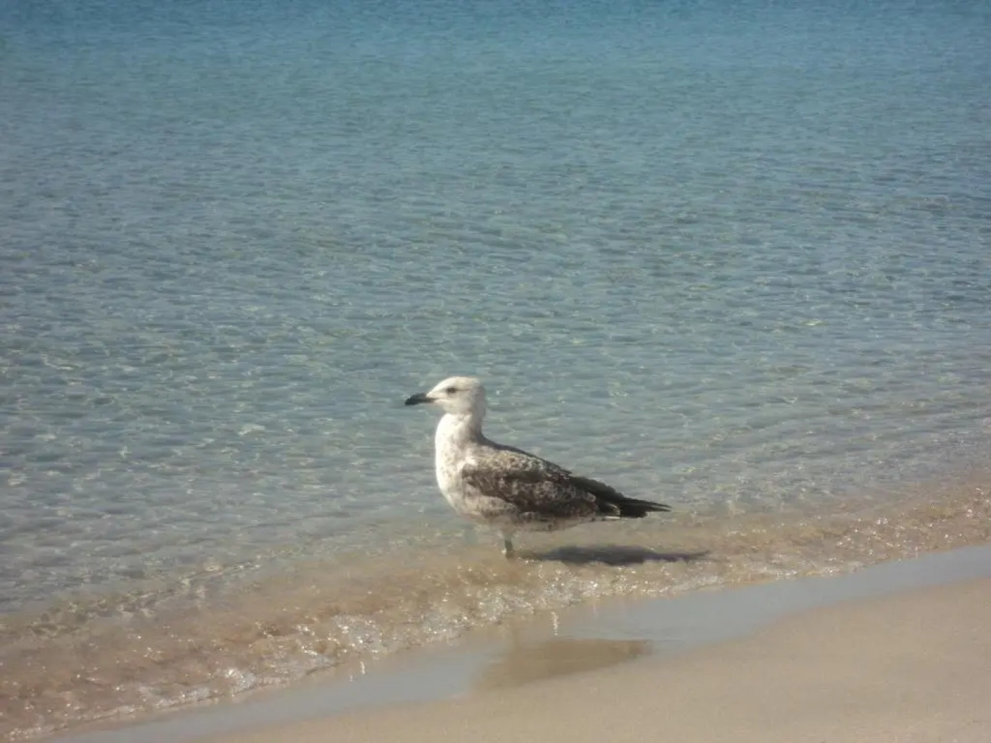 Isola Rossa Appartamenti Bellavista