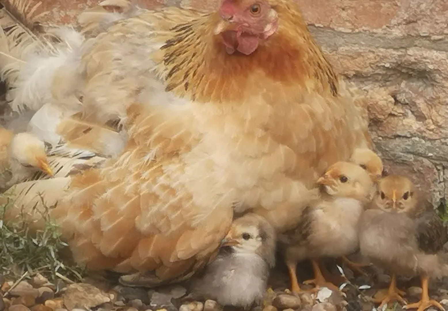 Brampton Dales Farm B&B