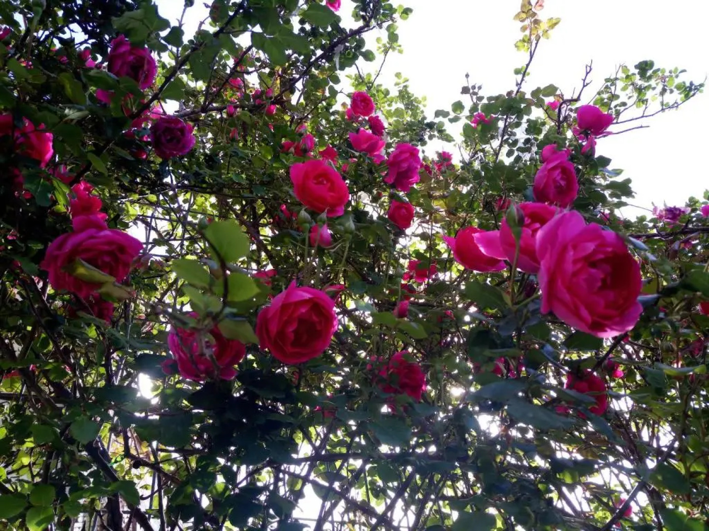 Zagradge I.N. apartments