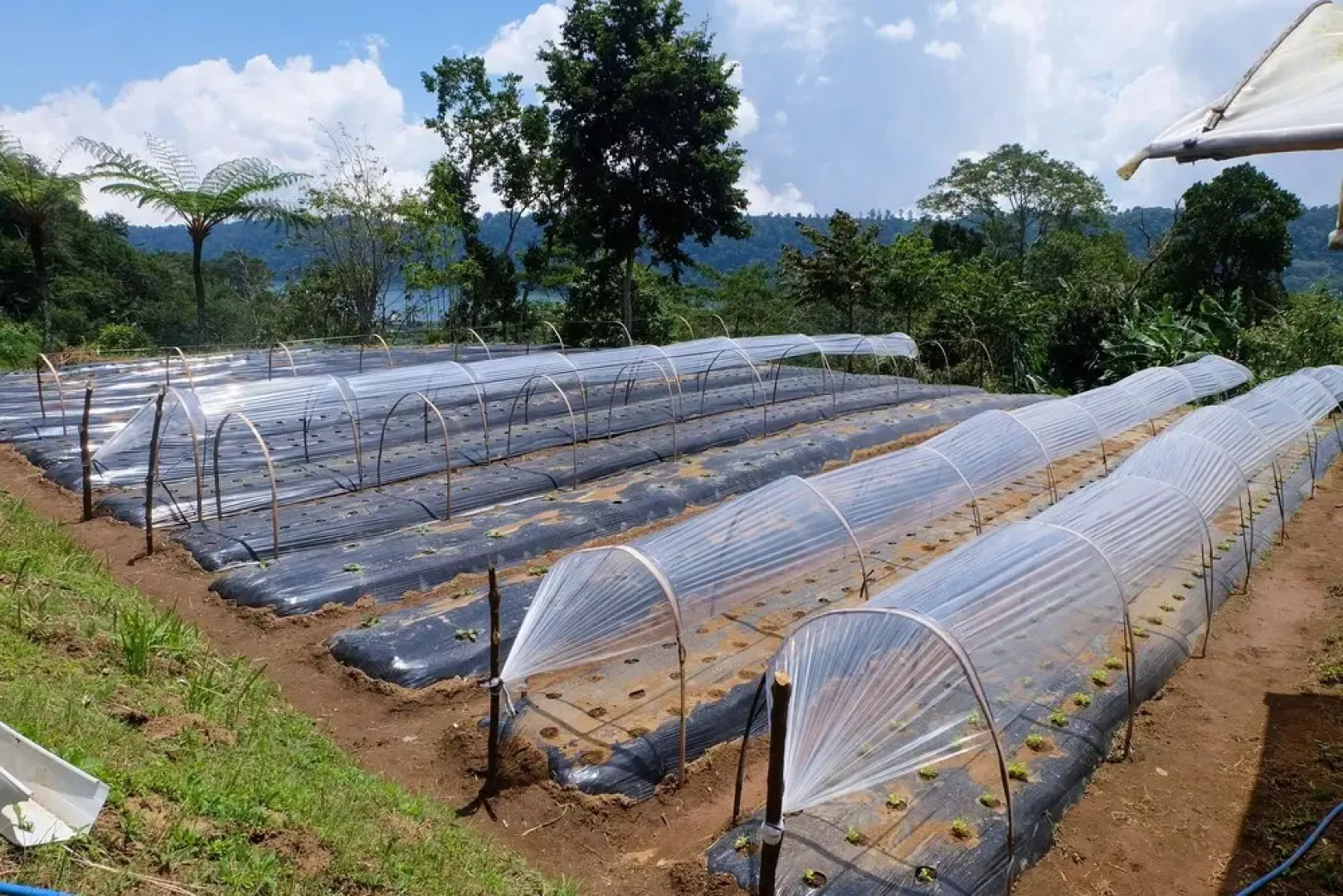 Secret Lodge Bedugul by Taritiya Collection