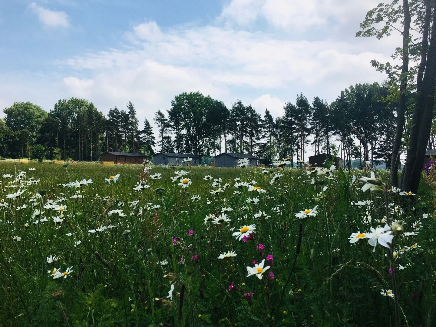 Hollicarrs - Wildflower Lodge
