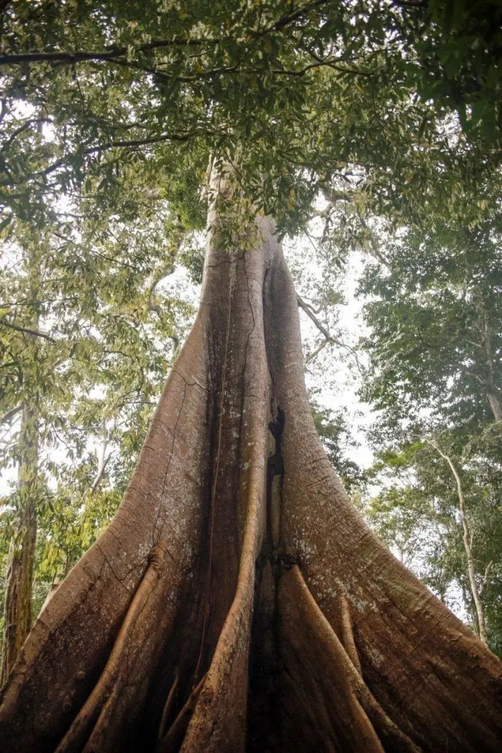Amazonia Jungle Hotel