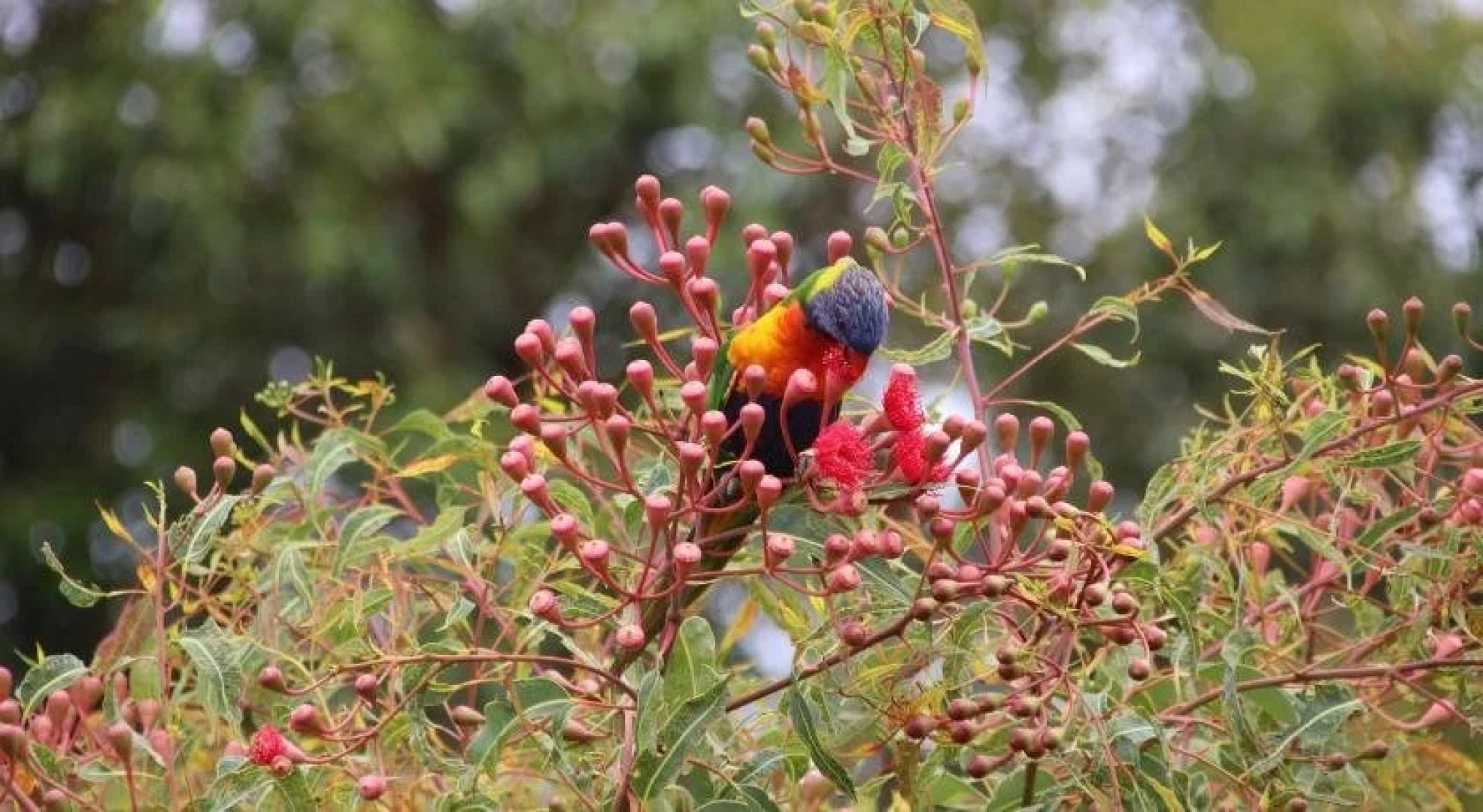 Salamander Bay Bed and Breakfast