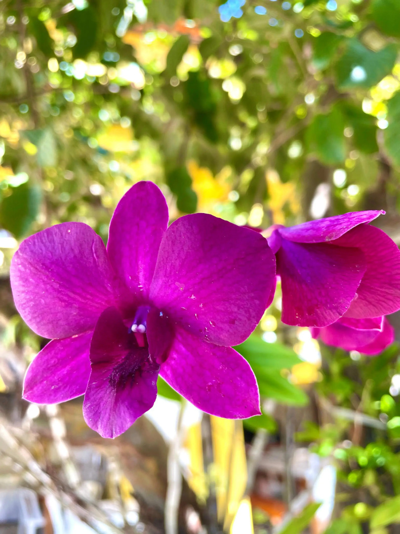 Pousada Toca dos Coelhos