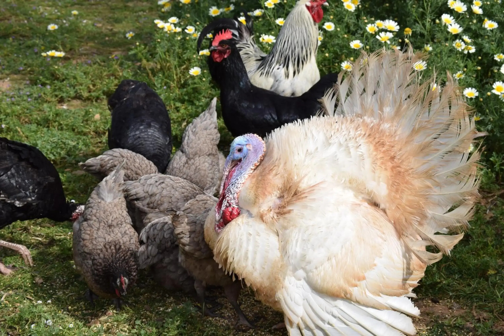 Petit Hotel Es Figueral