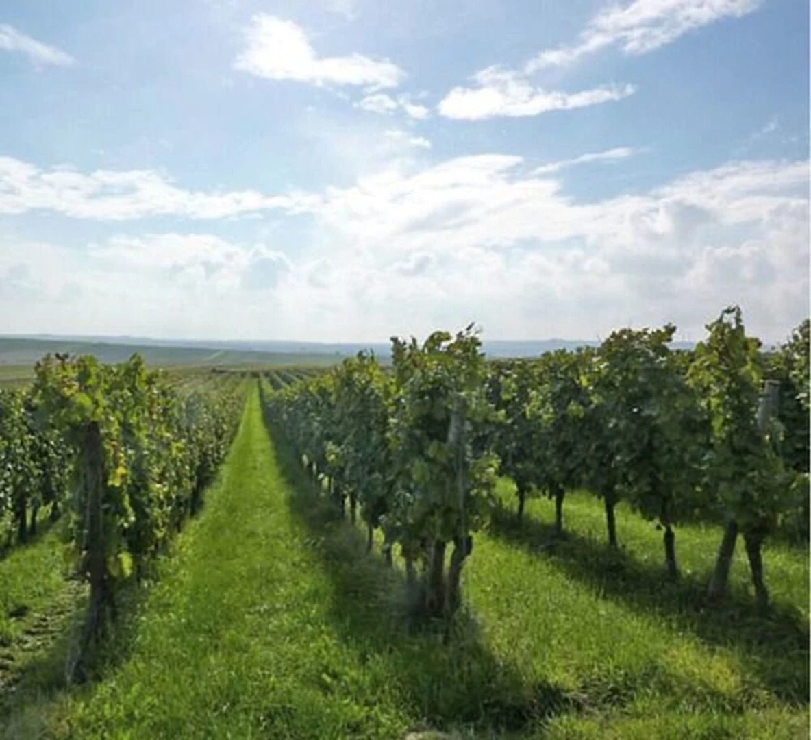 Eventhof und Gästehaus Weingewölbe