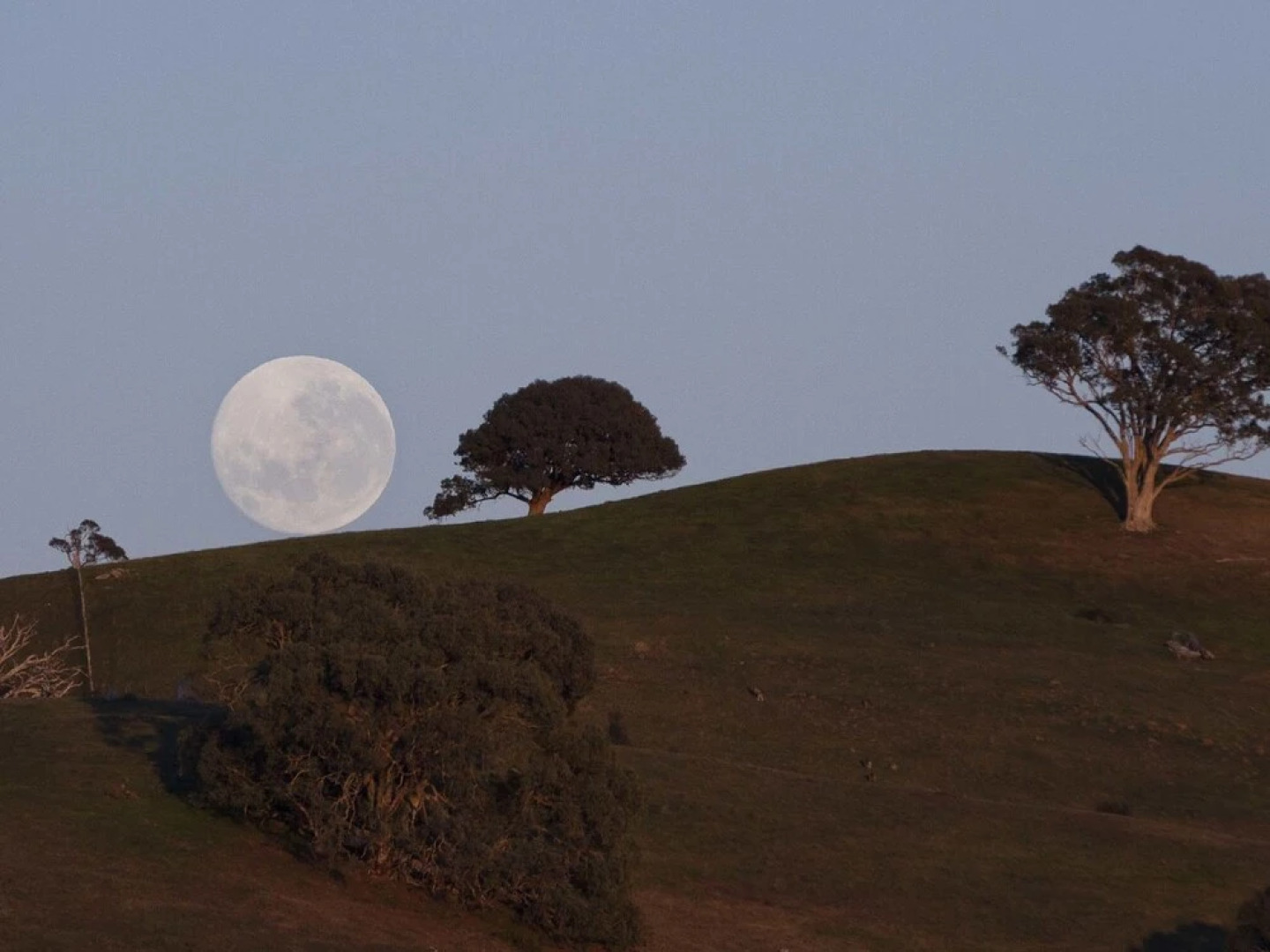 The Chocolate Lily B&B