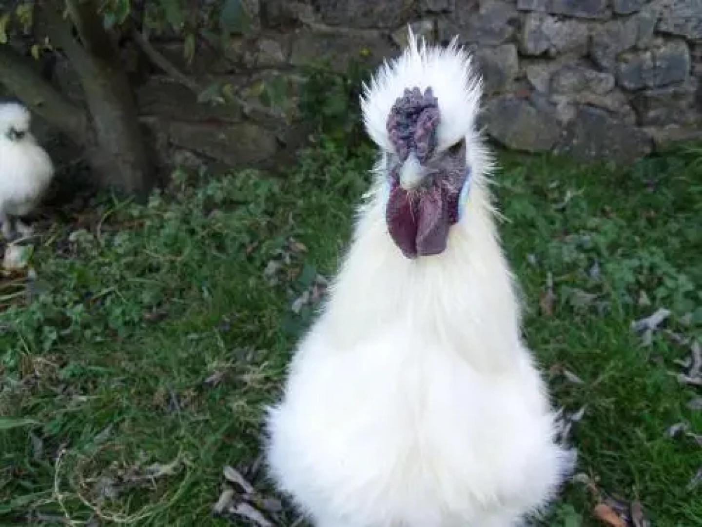 Tithe Barn Bed and Breakfast