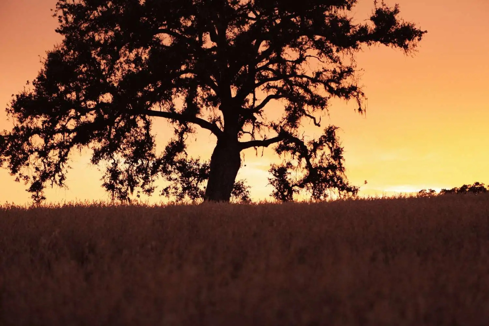 Bellasera Hotel & Suites Paso Robles, Tapestry by Hilton