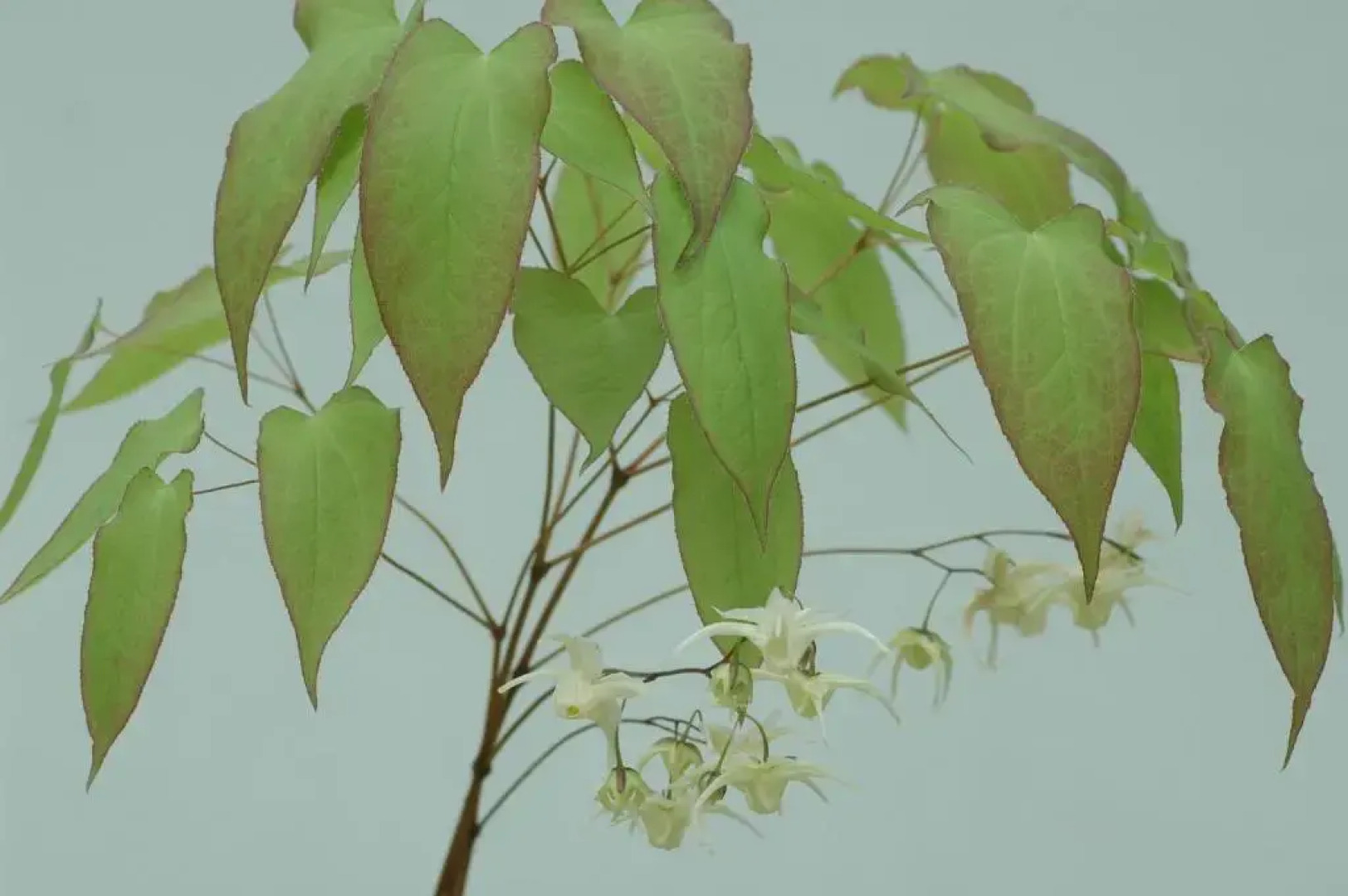 Pipowagen Overnachting Het Houten Huis