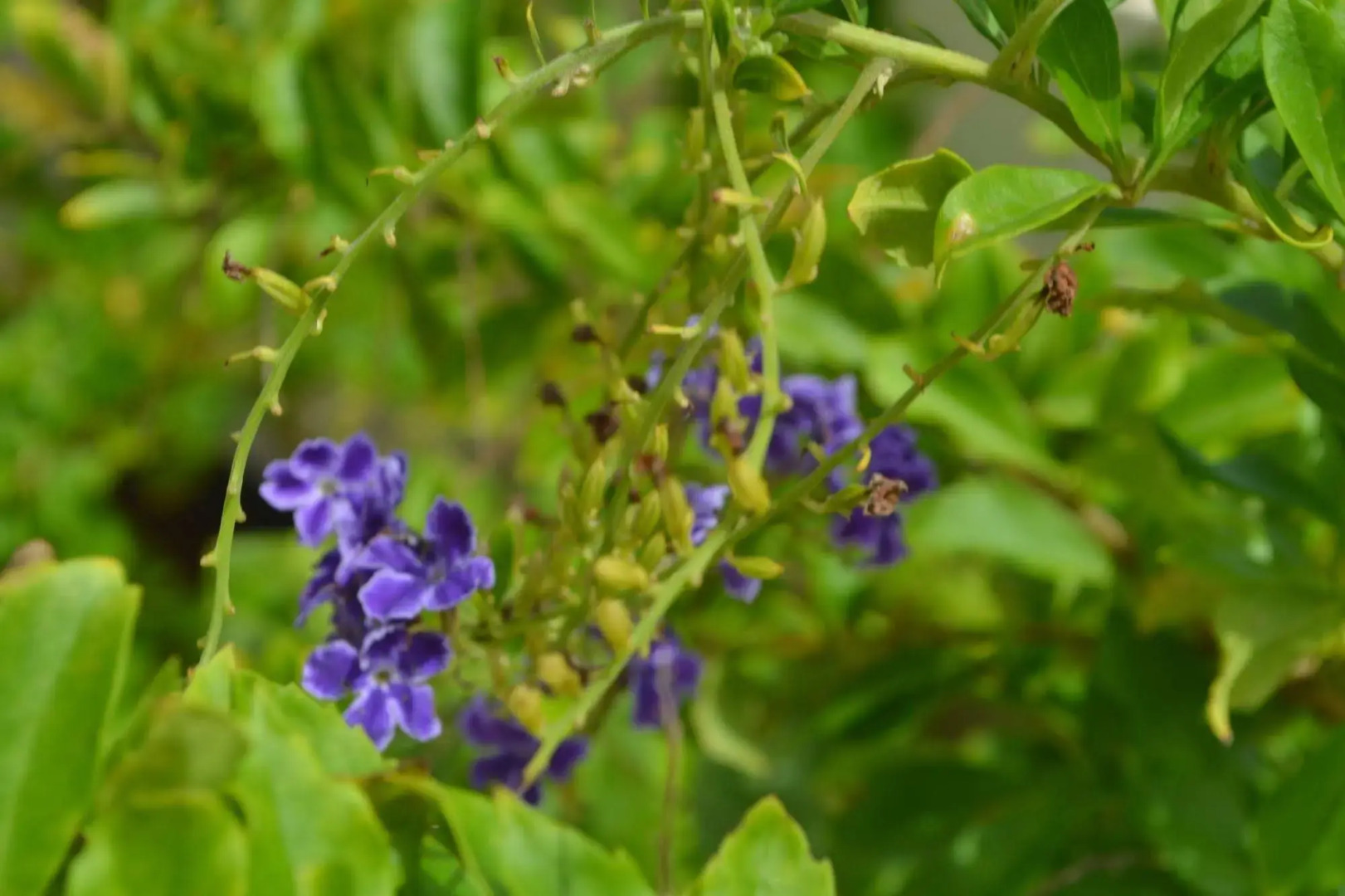 Vistalmar Ocean Suites