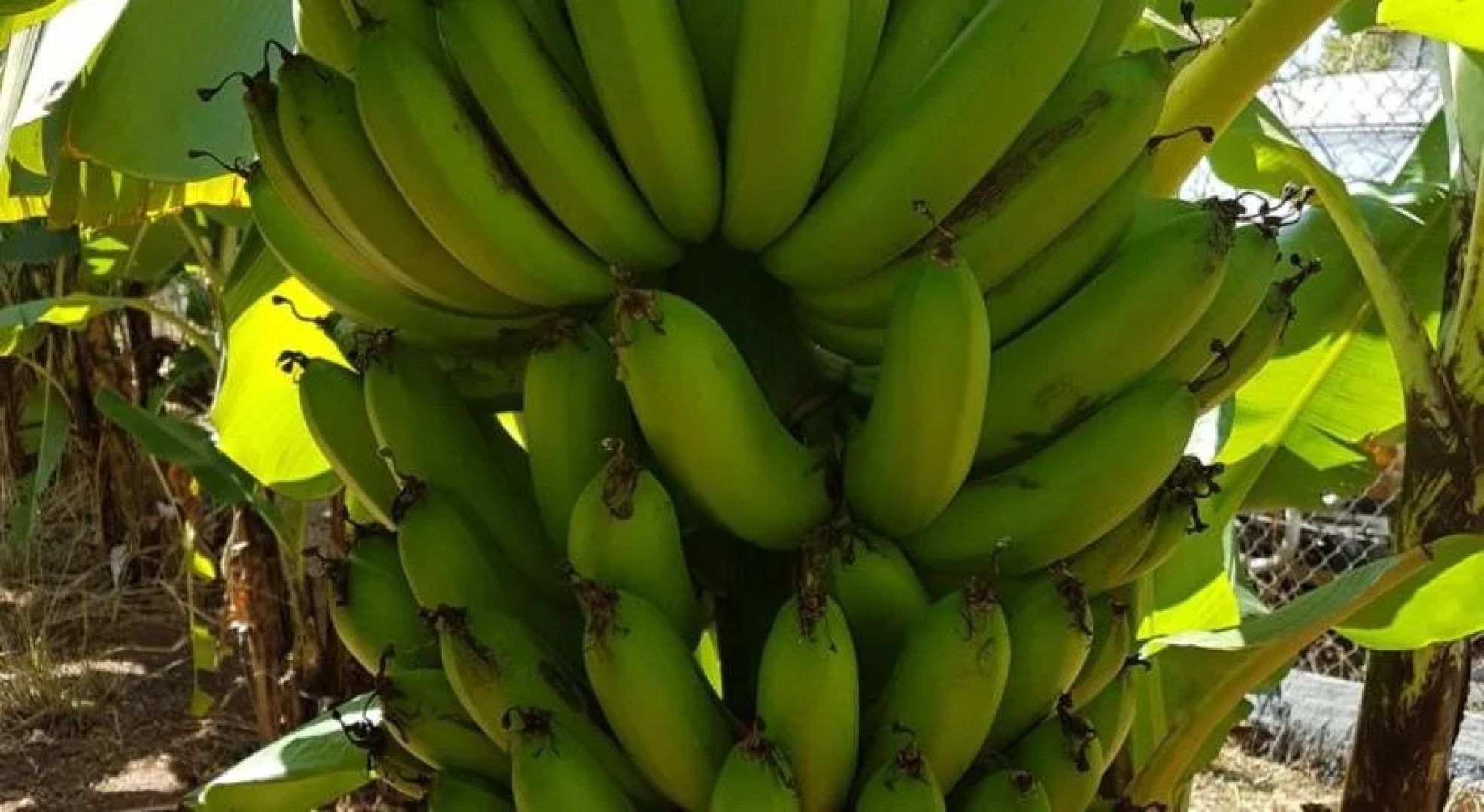 Batchelor Butterfly Farm