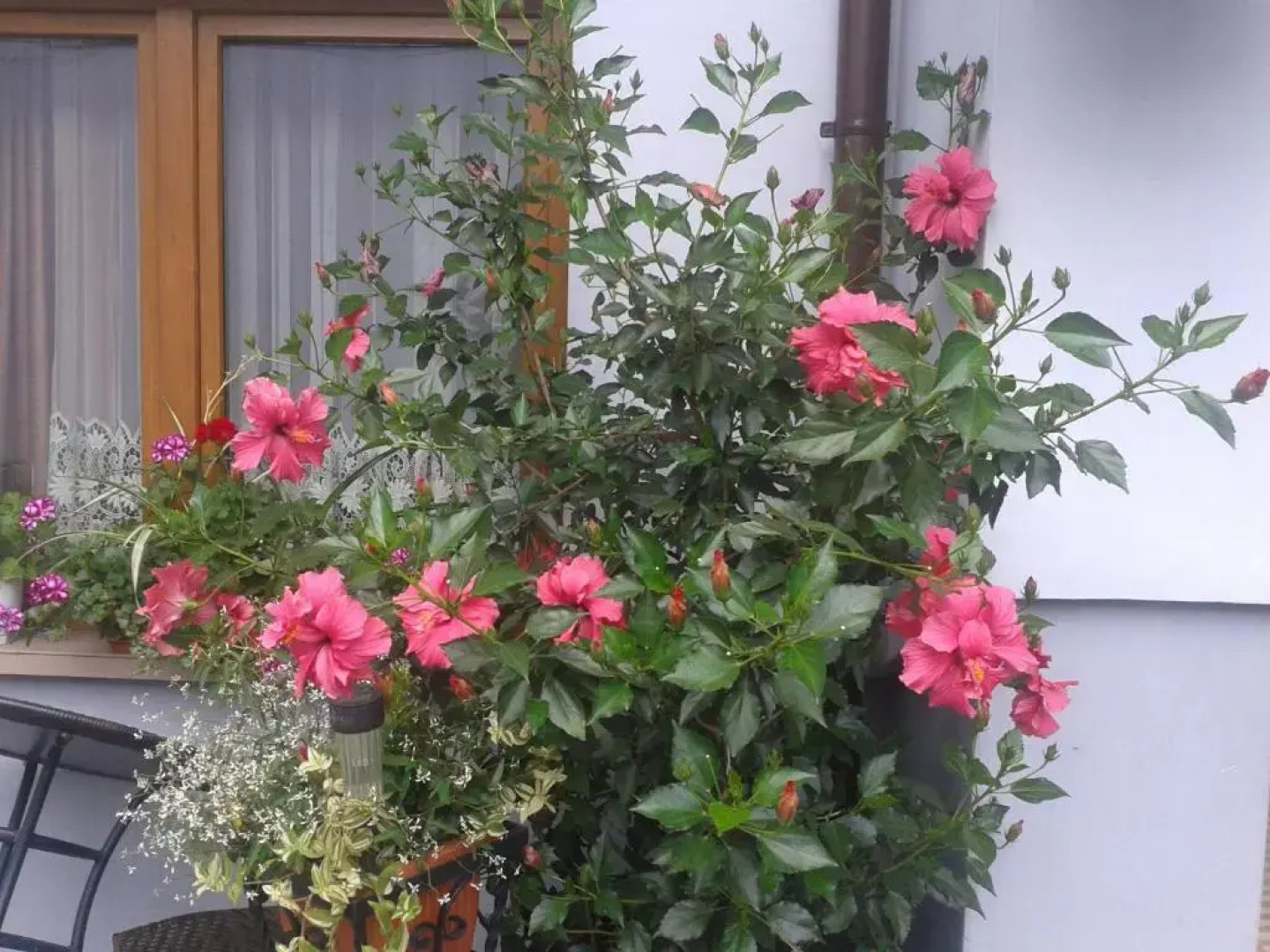 Pokoje do Wynajęcia u Lusi