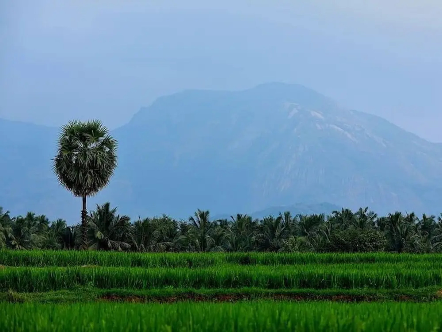 Room in Lodge - Royal Cottage, Anaimalai Room 6