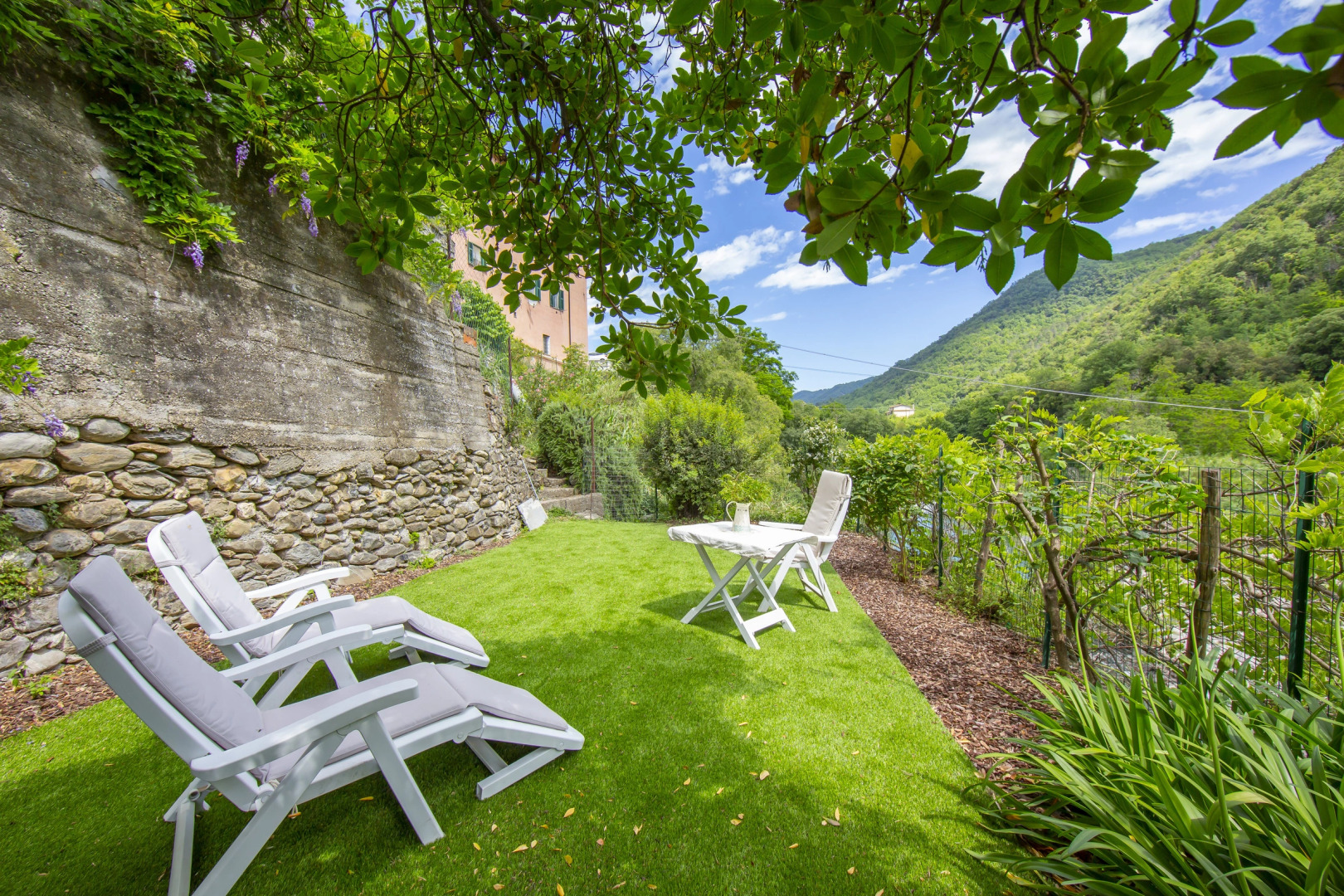 Glicine among vineyard