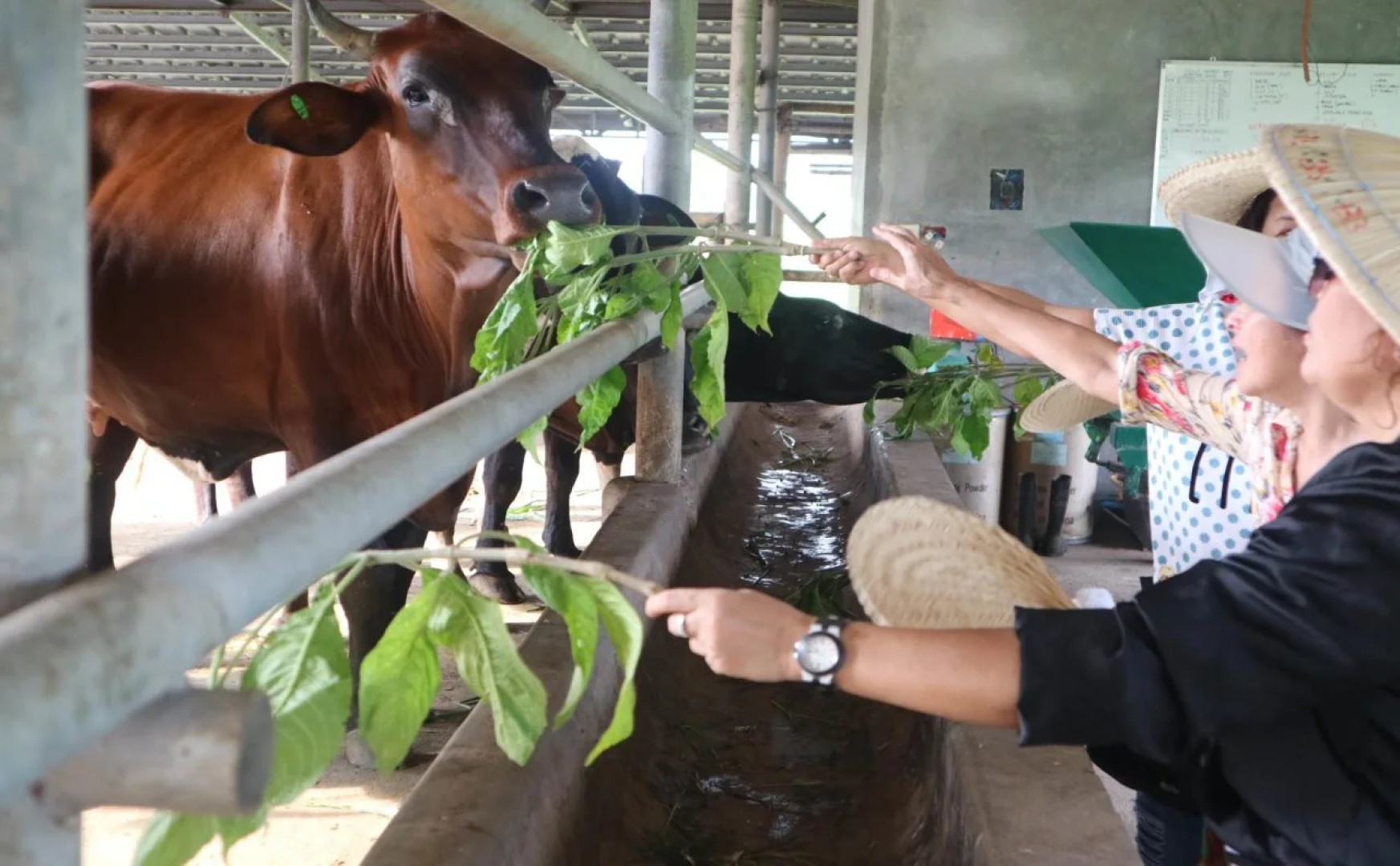 Estancia De Lorenzo Tarlac