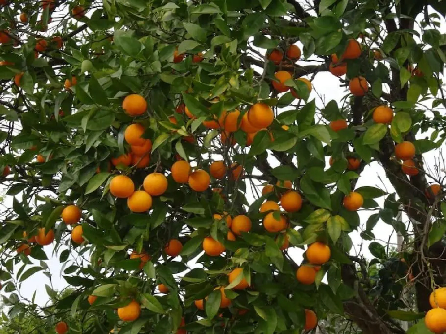 A Casa Com 2 Pereiras