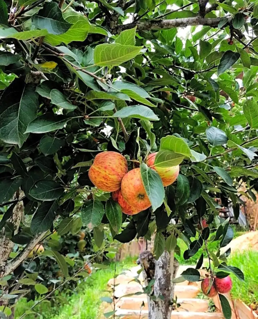 Habitación Cabaña Huapango #4