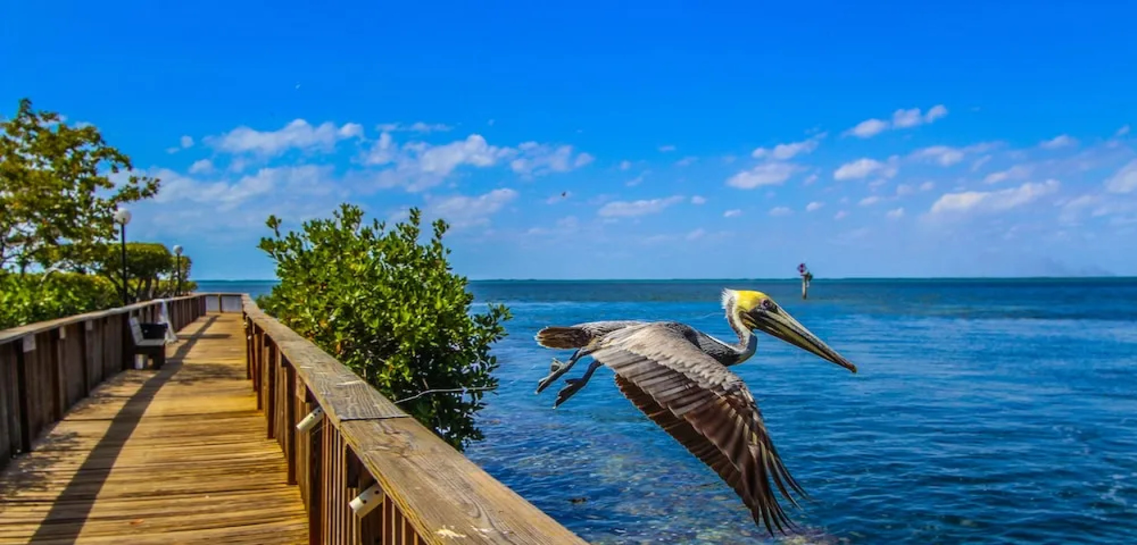 Florida Bay Club