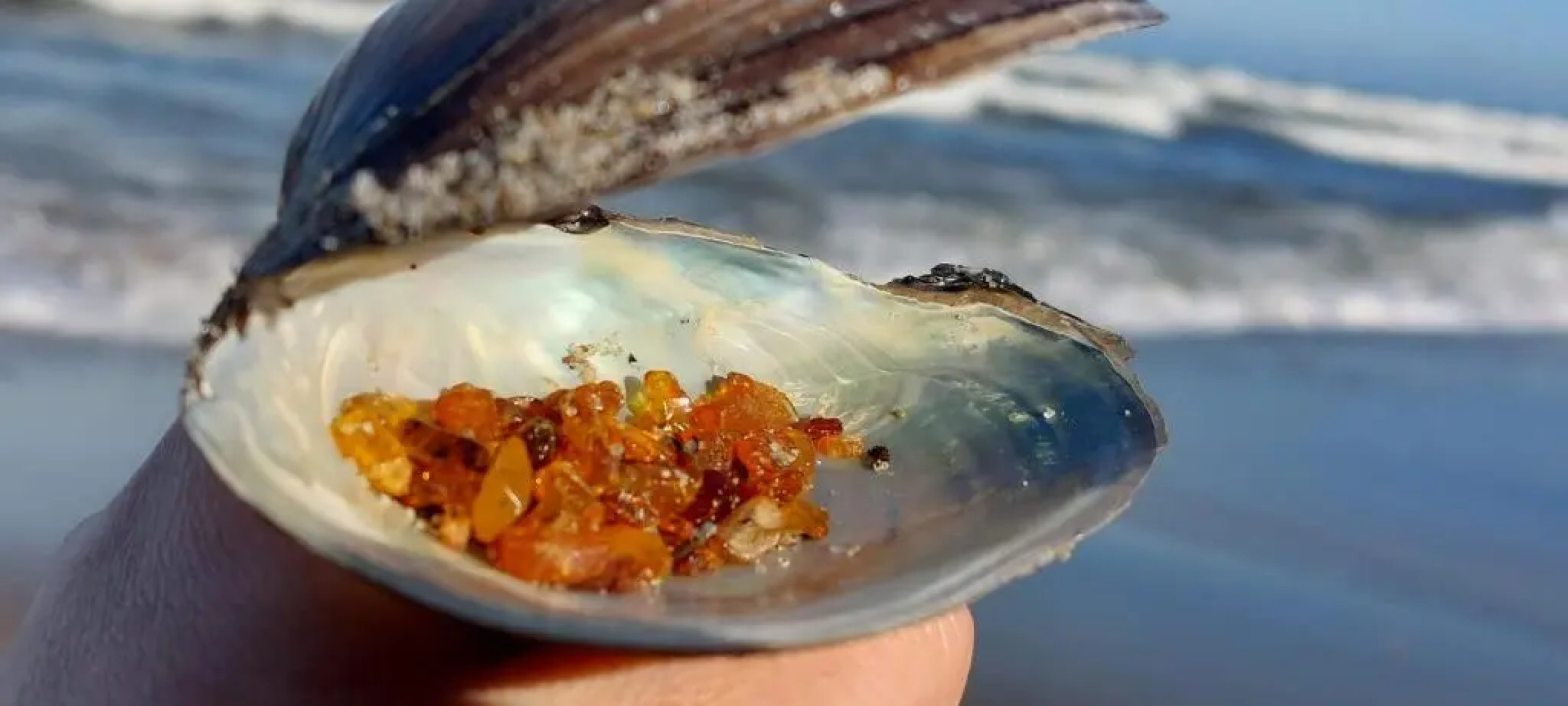 Apartament Biała Foczka