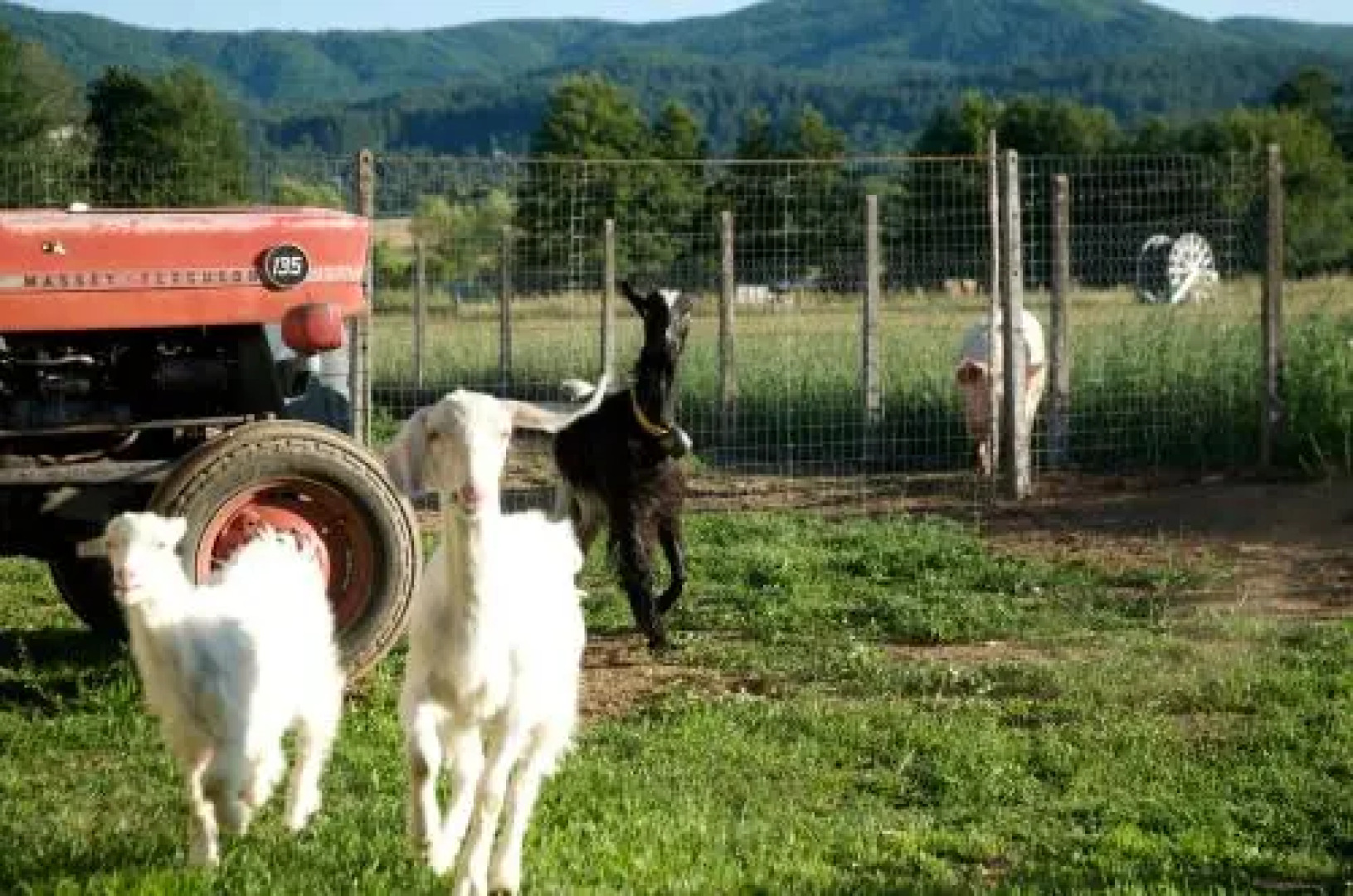 Agriturismo Fiorella