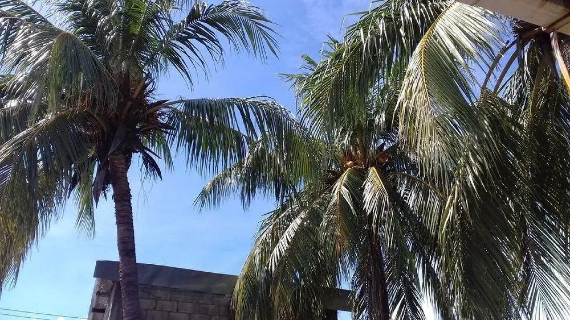 Mangos Hostel