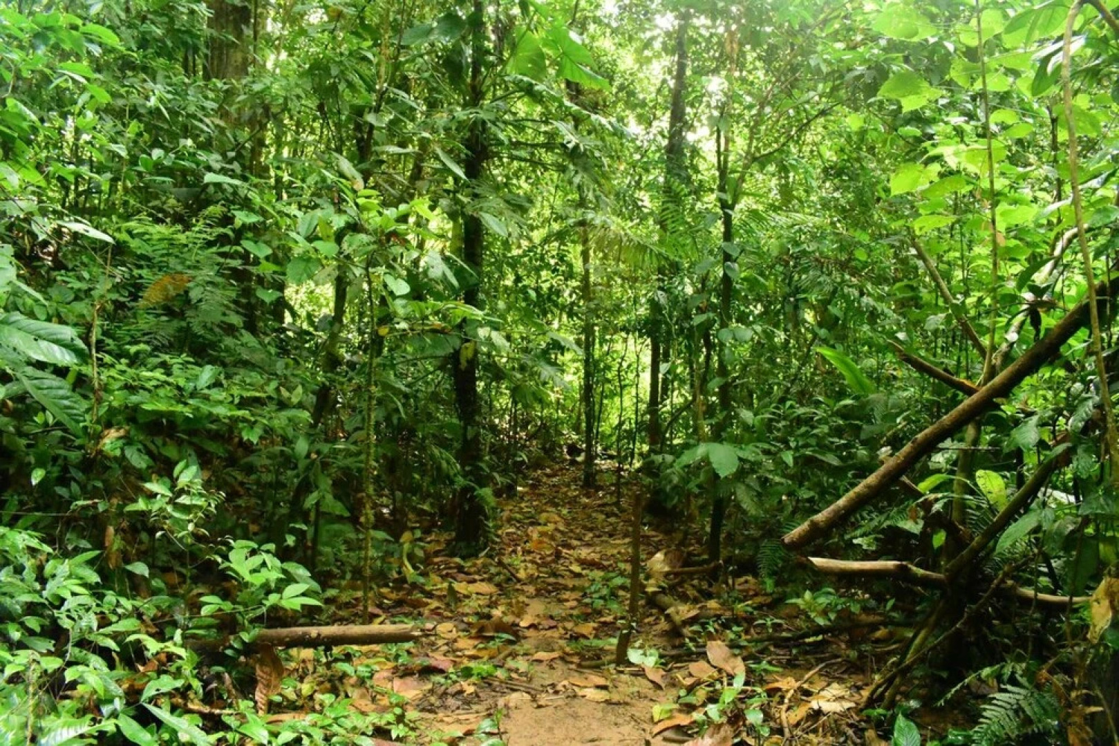 Albergue La Laguna Corcovado Park