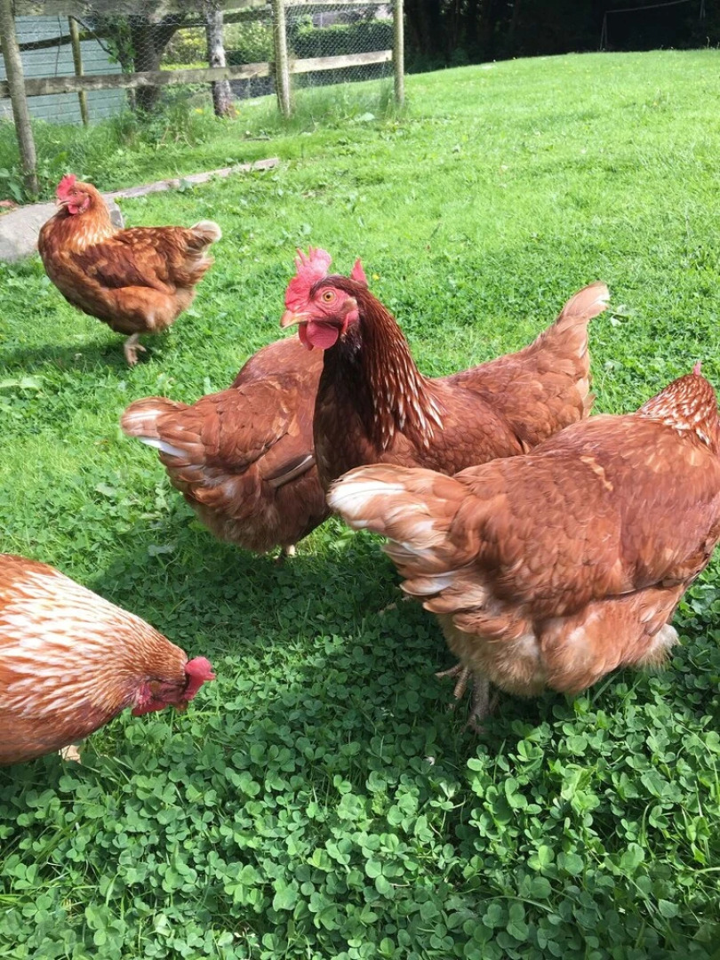 Cononley Hall Bed & Breakfast