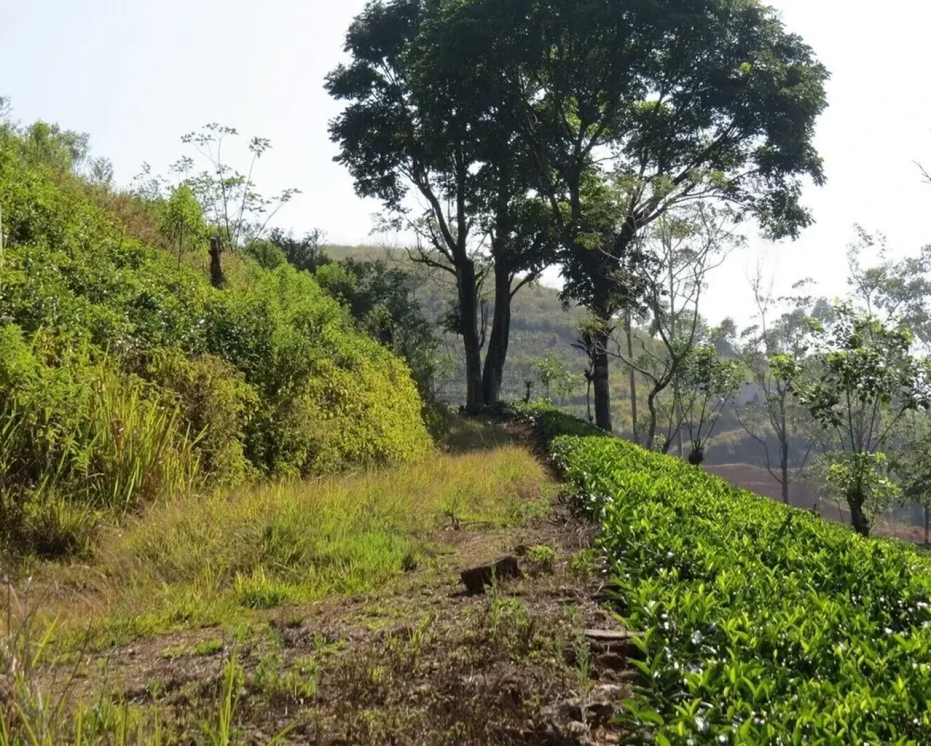 The Harrington Heritage Bungalow