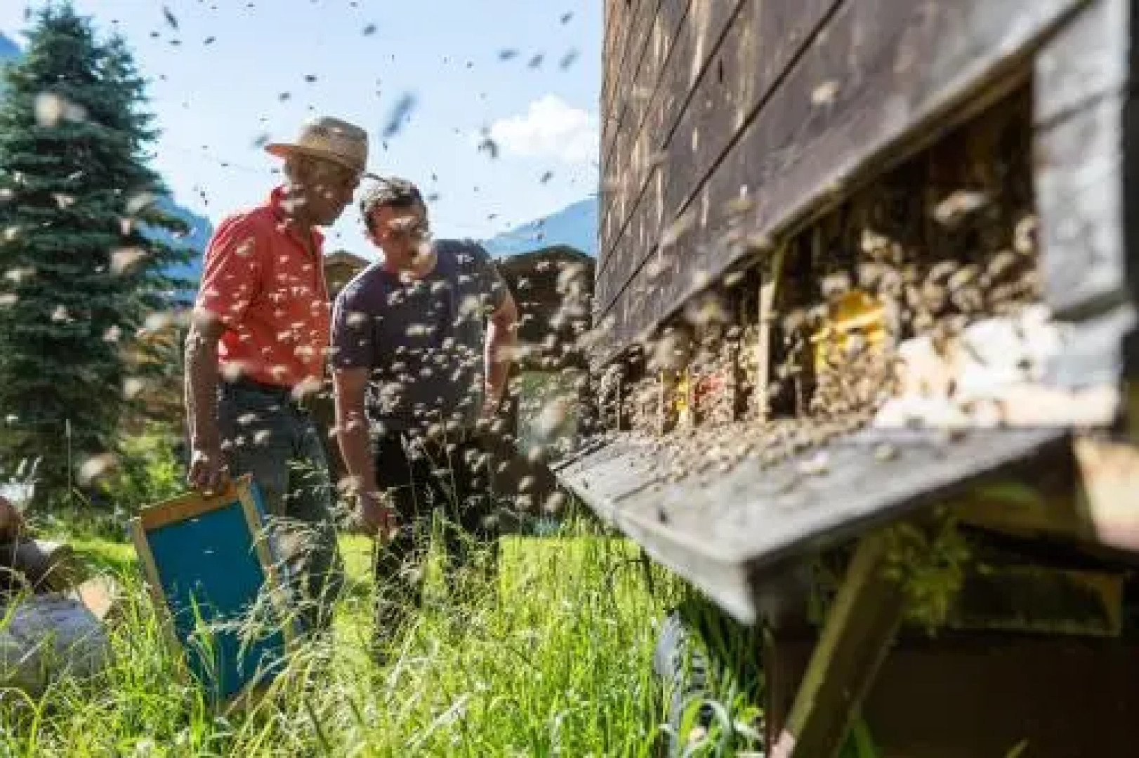 Gasthaus Husling Alm