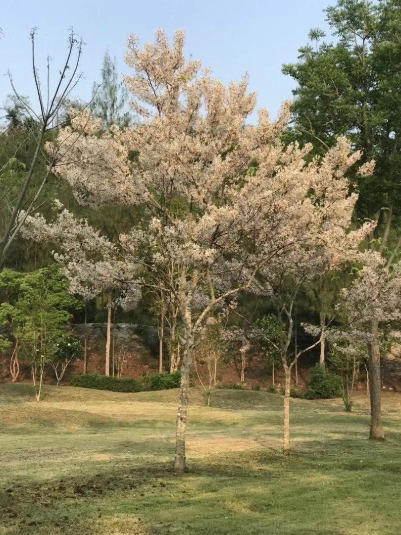 Suan Phueng Pa Wai Resort