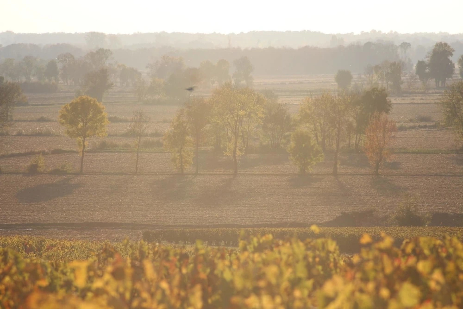 House With 2 Bedrooms in Saint-estèphe, With Enclosed Garden and Wifi