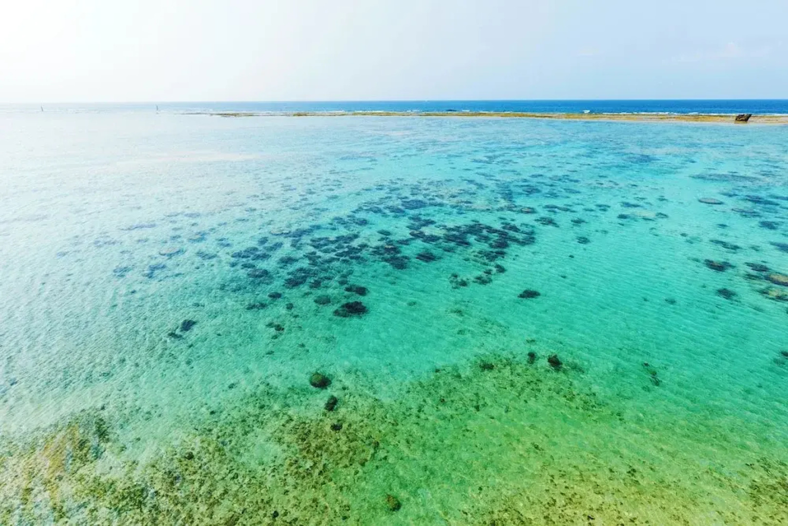 Blue Steak Wonder Senaha