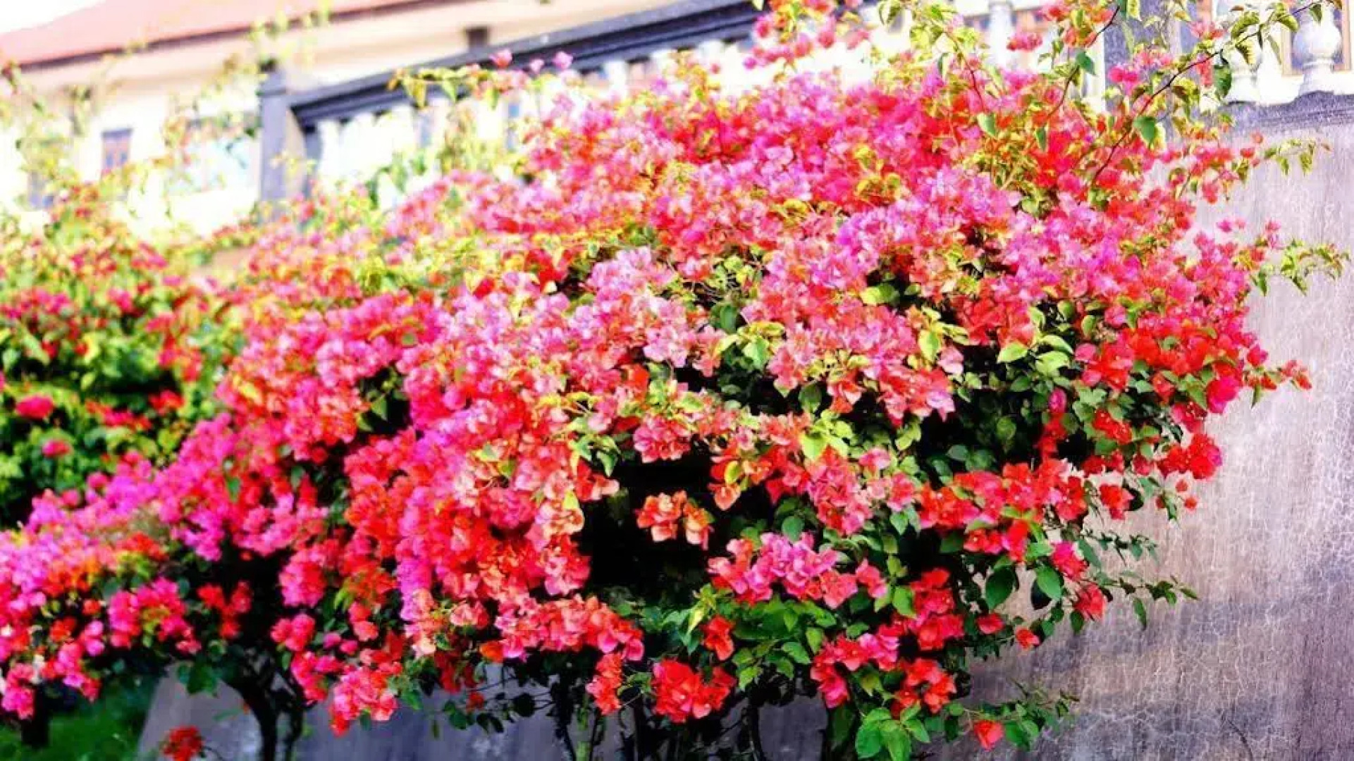 Puri Bening Lake Front Hotel