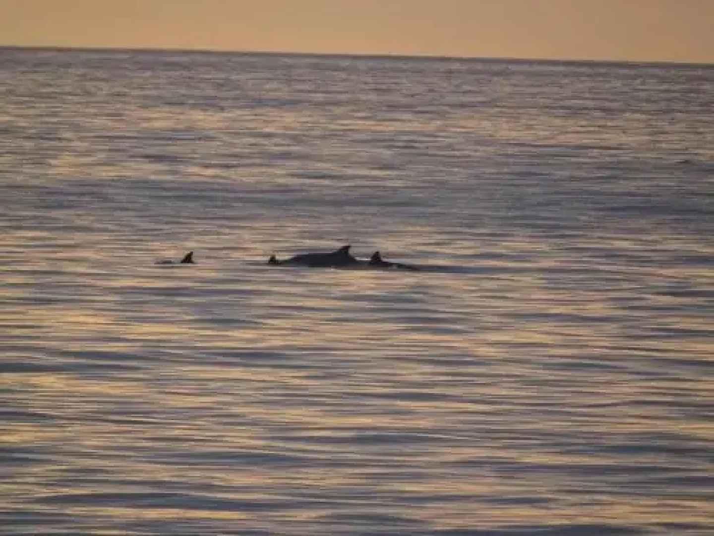 Hosteria Bella Napoli