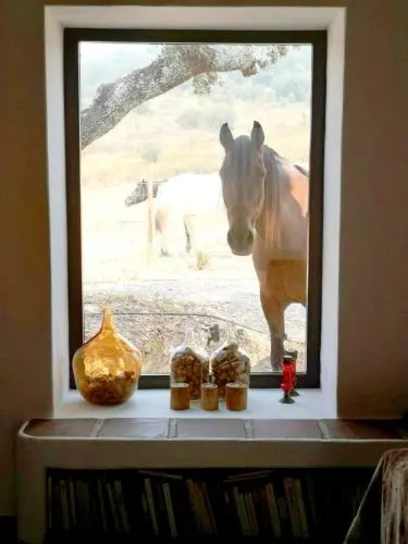 Sharish - Monte Das Estevas