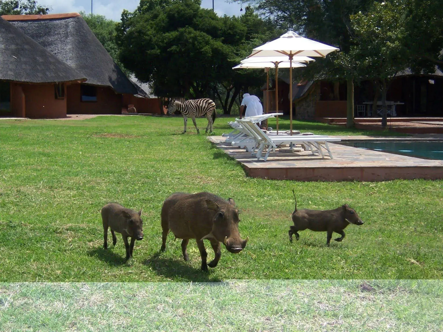 Zebras Crossing Lodge