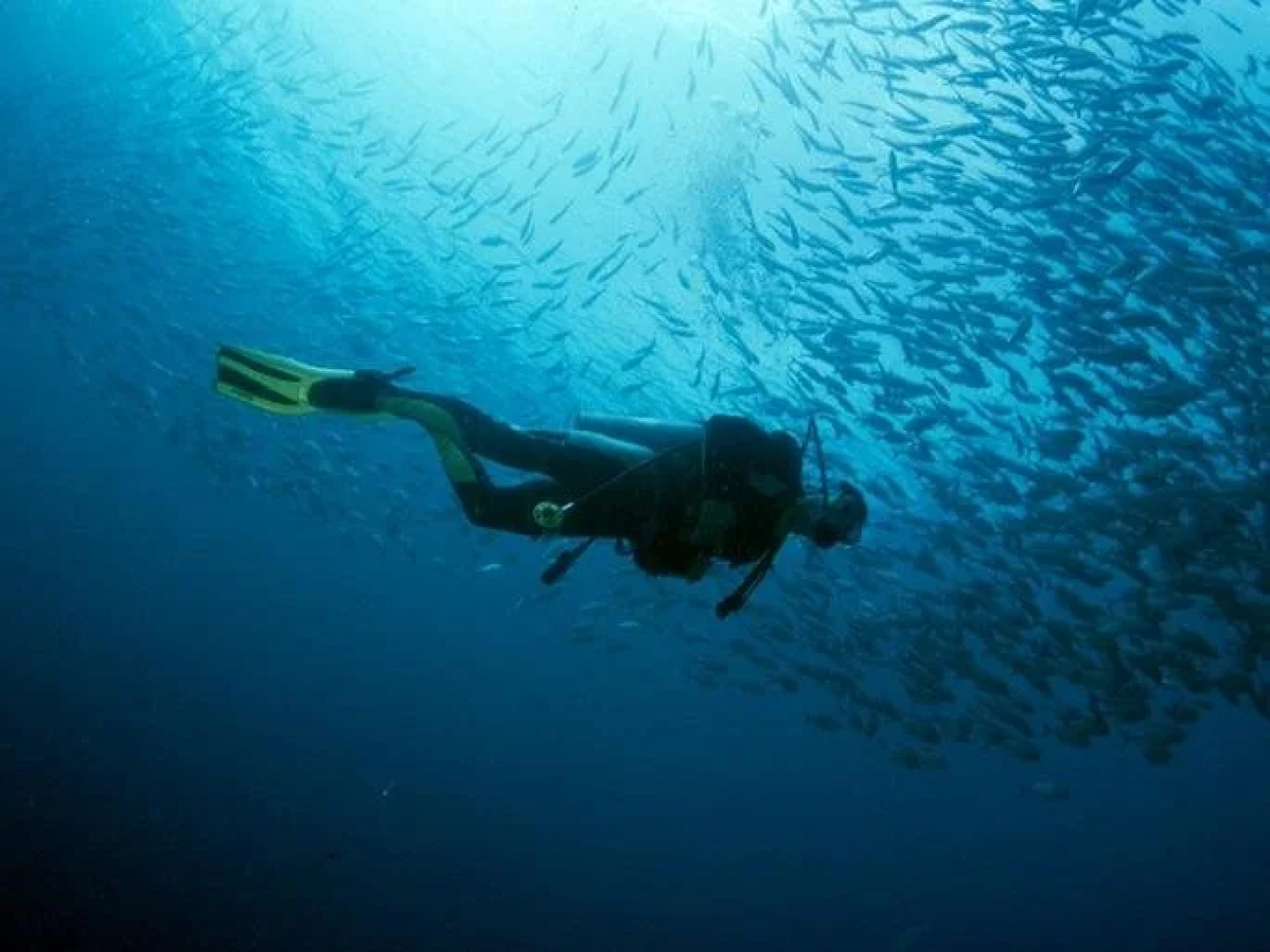 Anilao Scuba Dive Center Resort