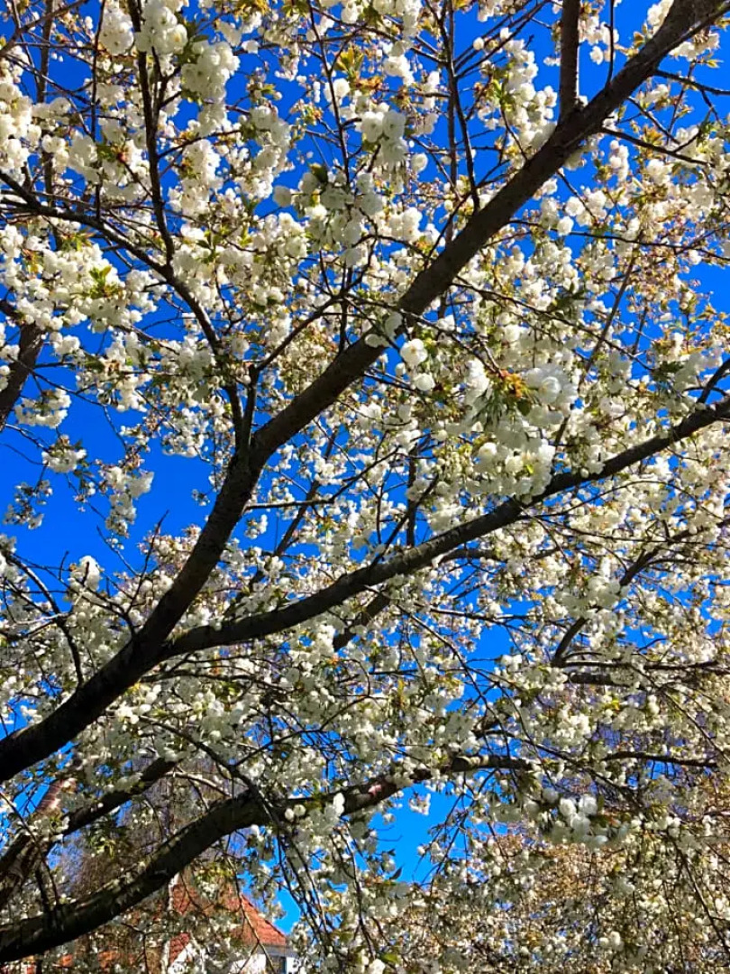 Lisesbedandbreakfast