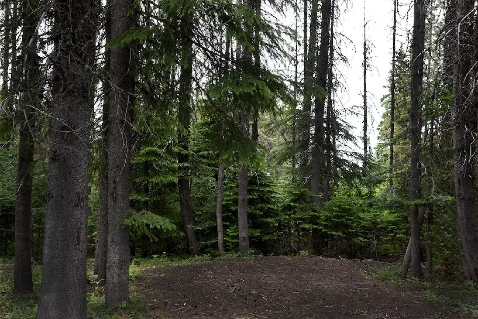 Tamarack 3 Bears Inn