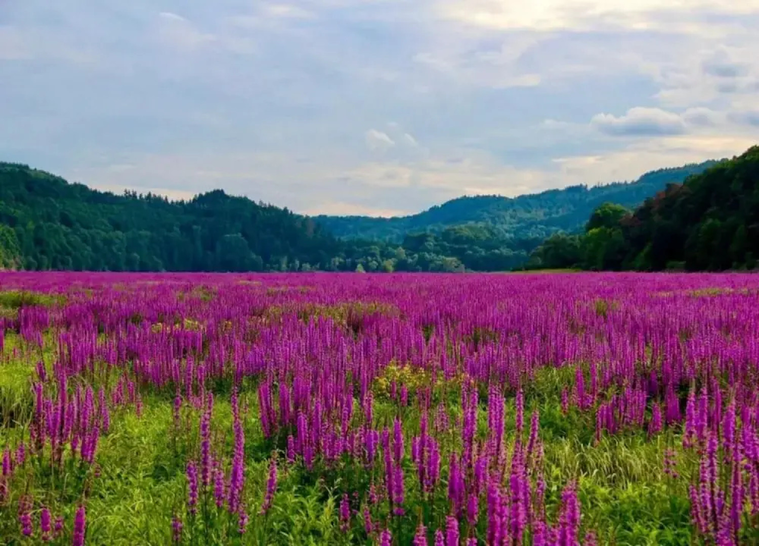 Ferienhaus in Hessen mit Grossem Garten