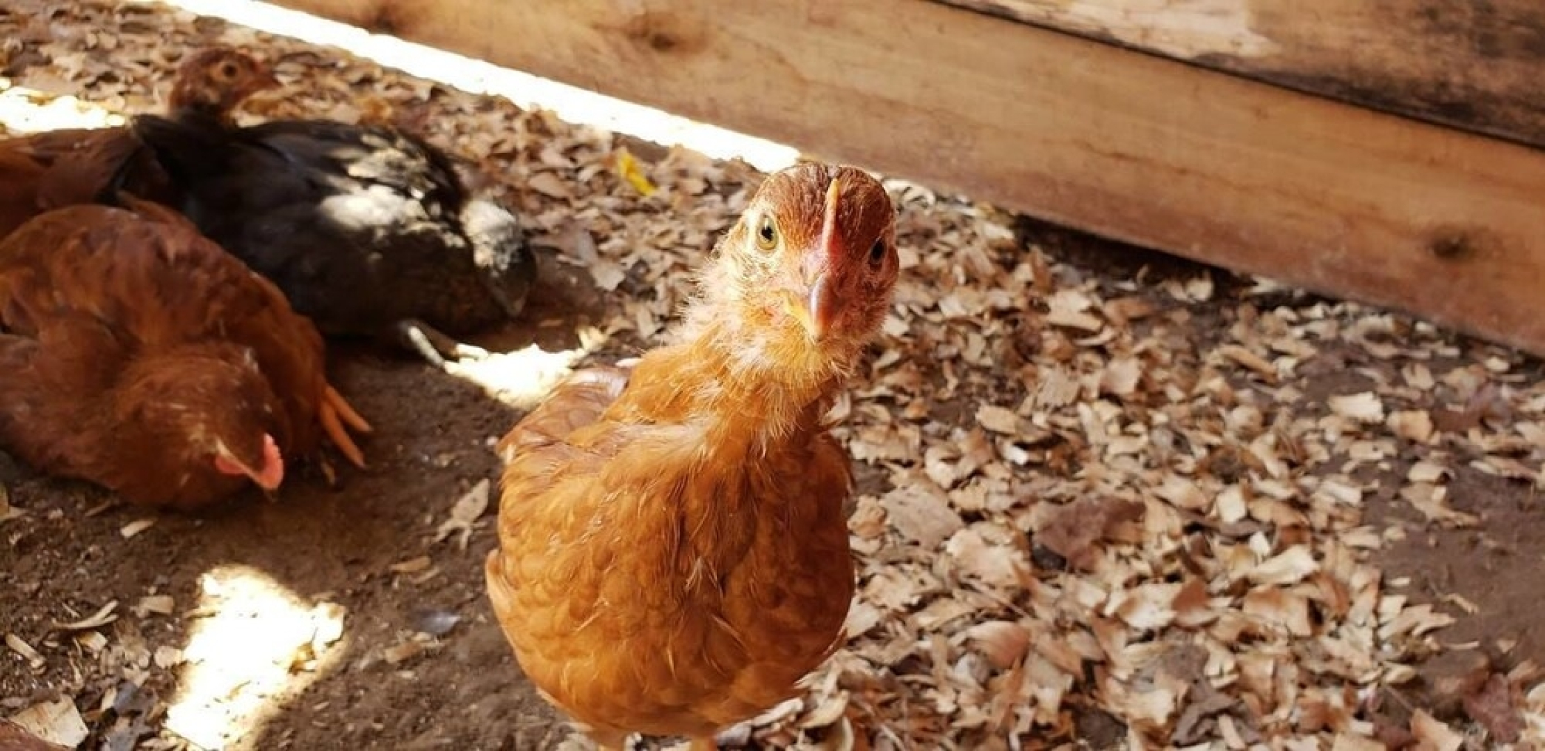 Sassy Springs Retreat