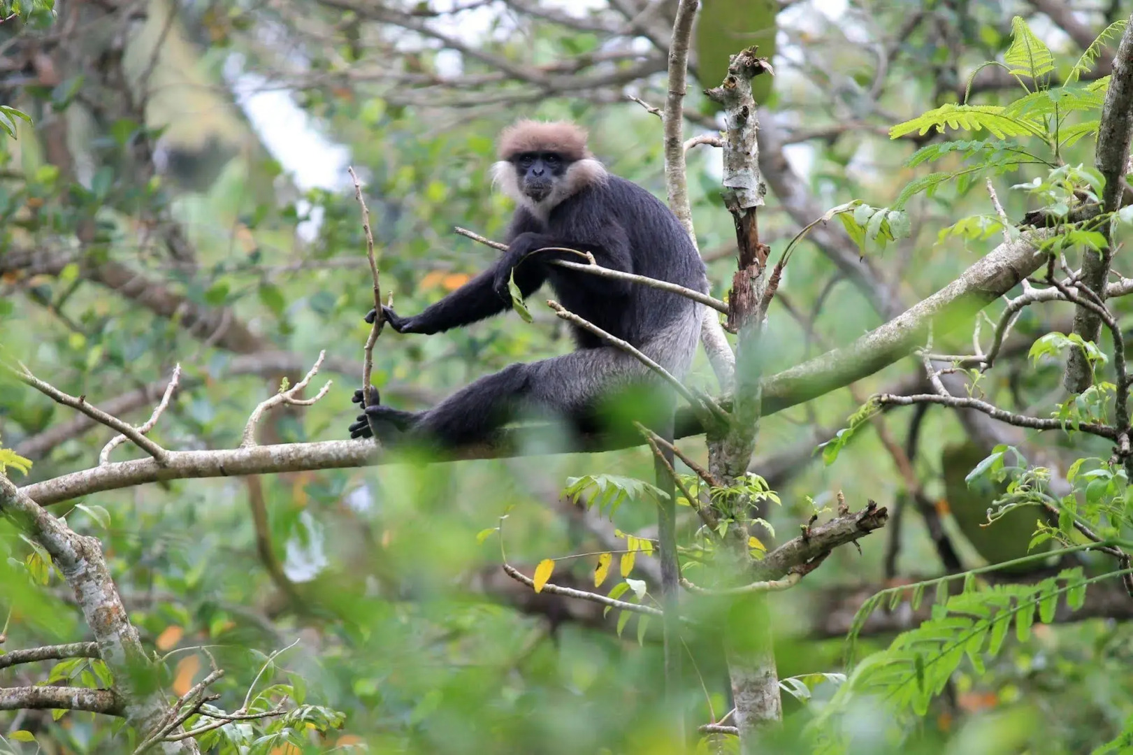 The Country House Chalets