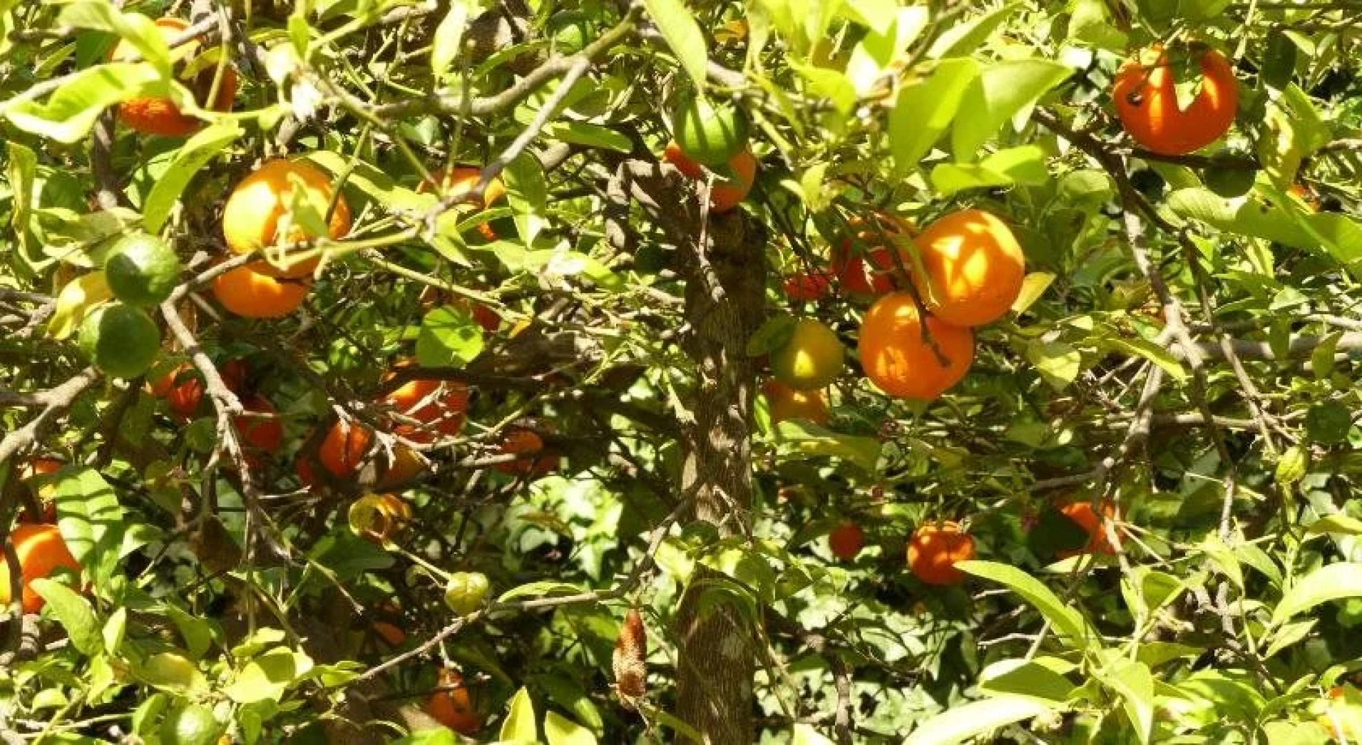 Hostería Sommergarten