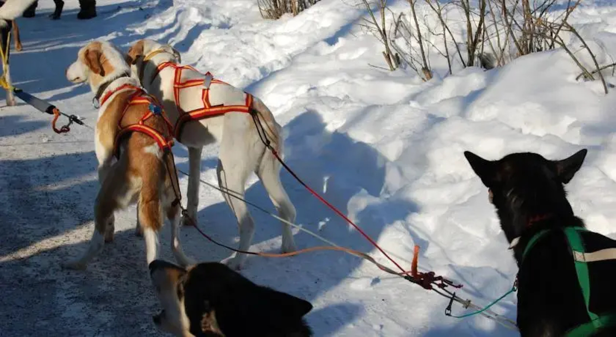 B & B Sandhem, Solhästen