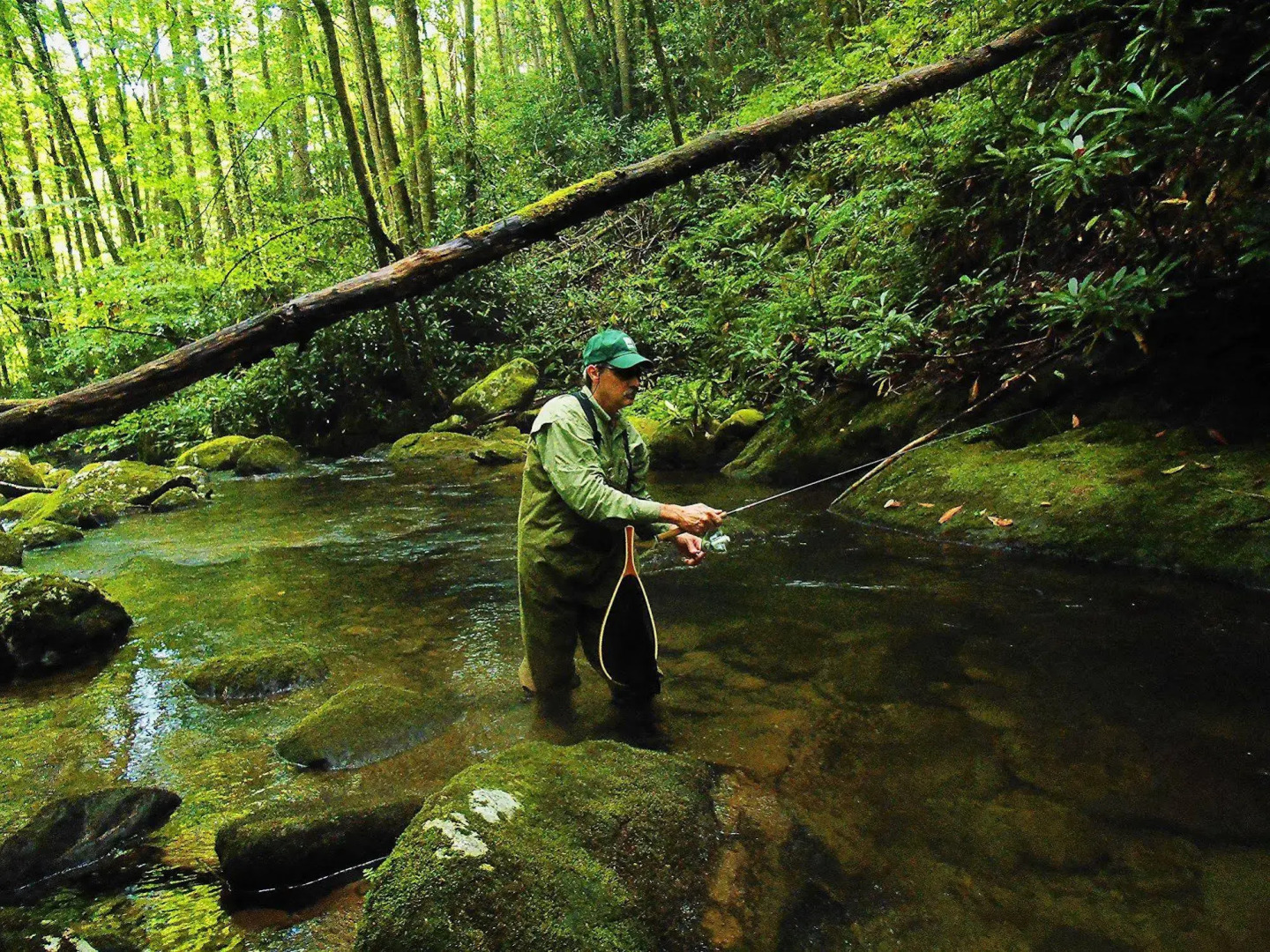 The Owl's Perch (5 inch clearance needed)