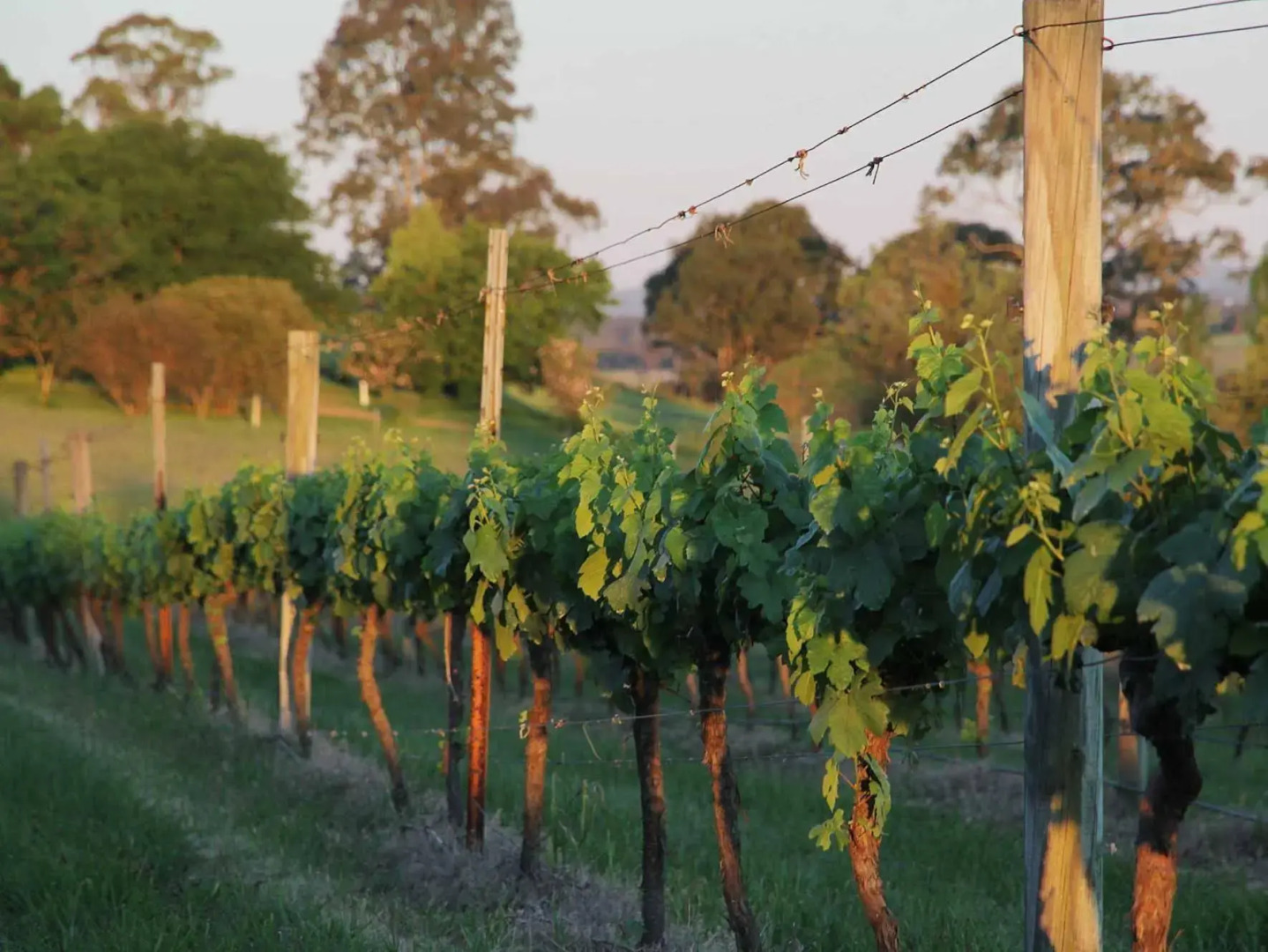 Sovereign Hill Country Lodge Rothbury