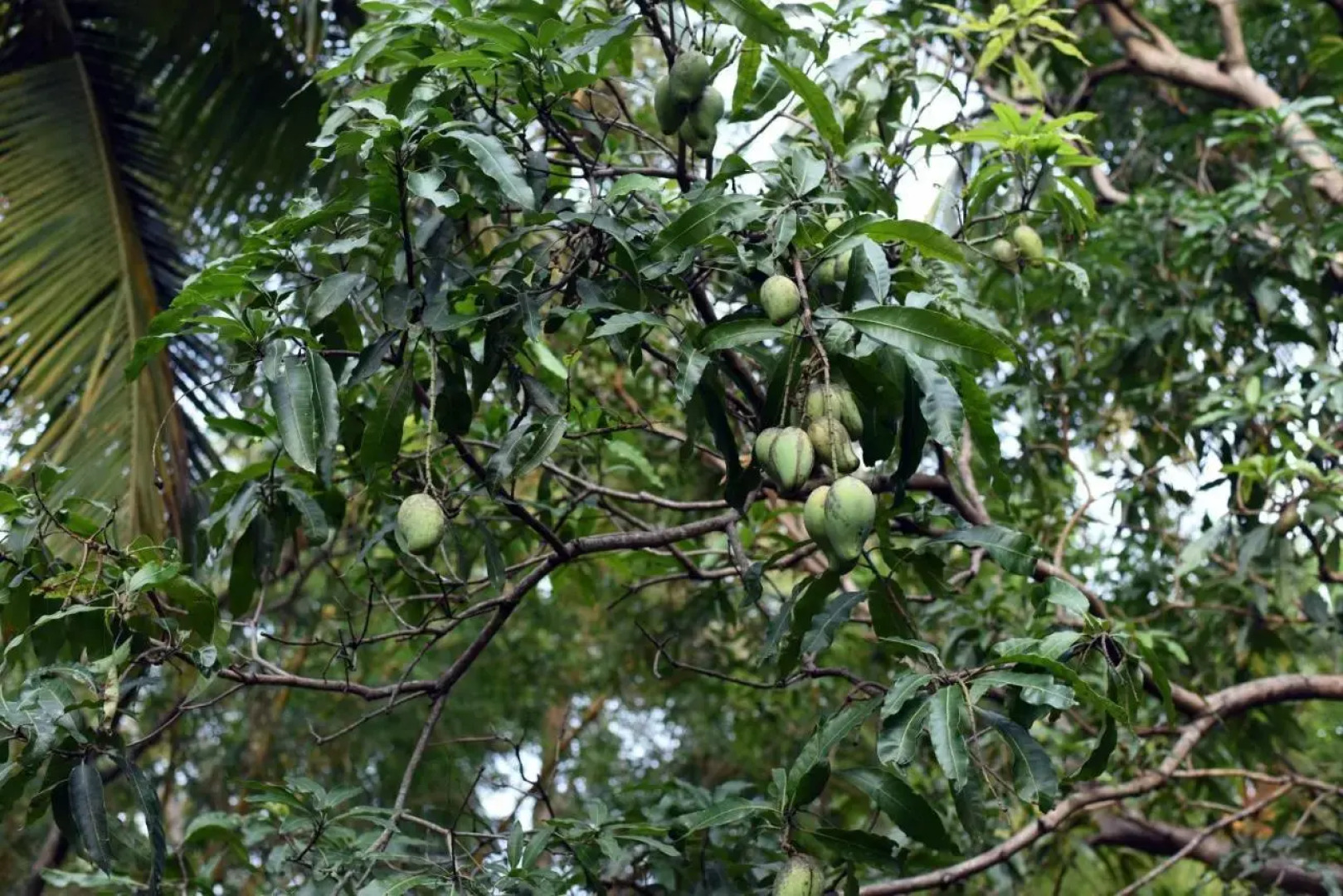 Sun and Green Eco Lodge