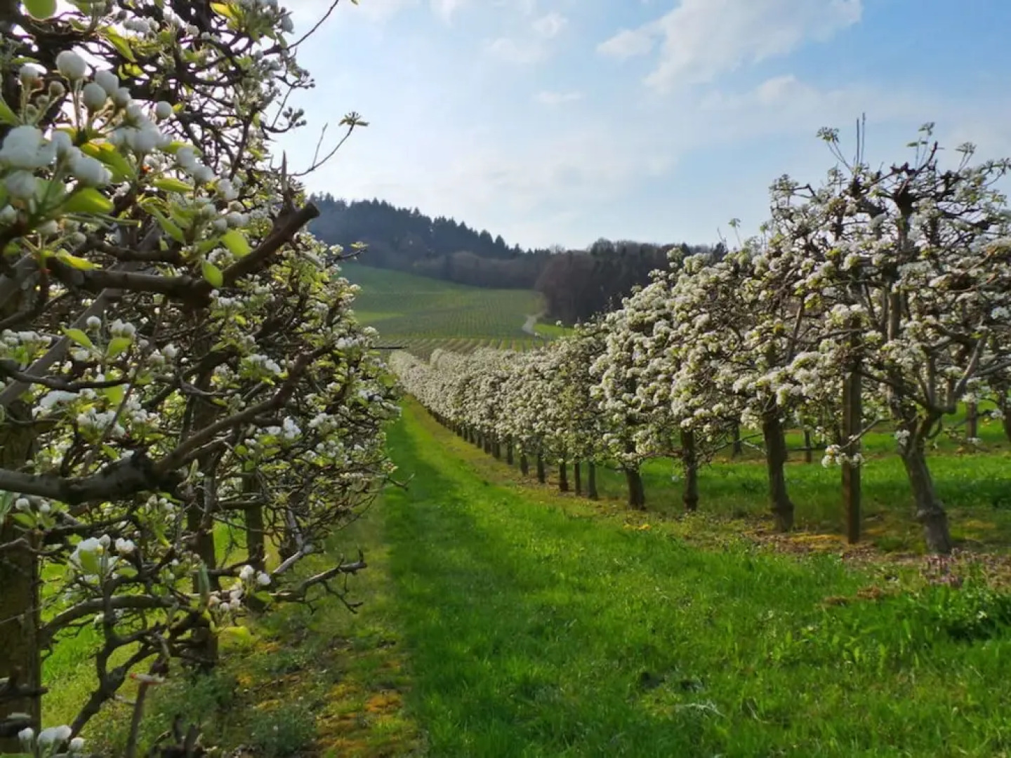 Fantastic Apartment in Oberkirch