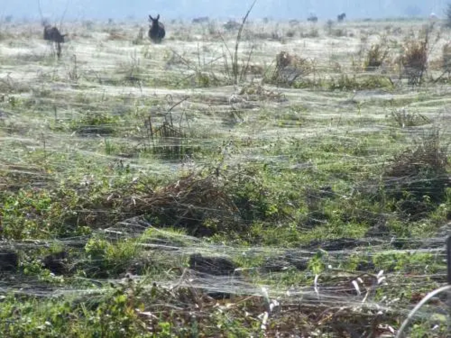 Guest House Zasavica